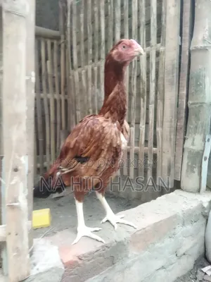 Aseel Fighter Rooster and Hen