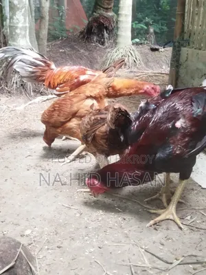 Aseel Fighter Rooster and Hen