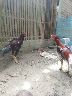 Aseel Fighter Rooster and Hen