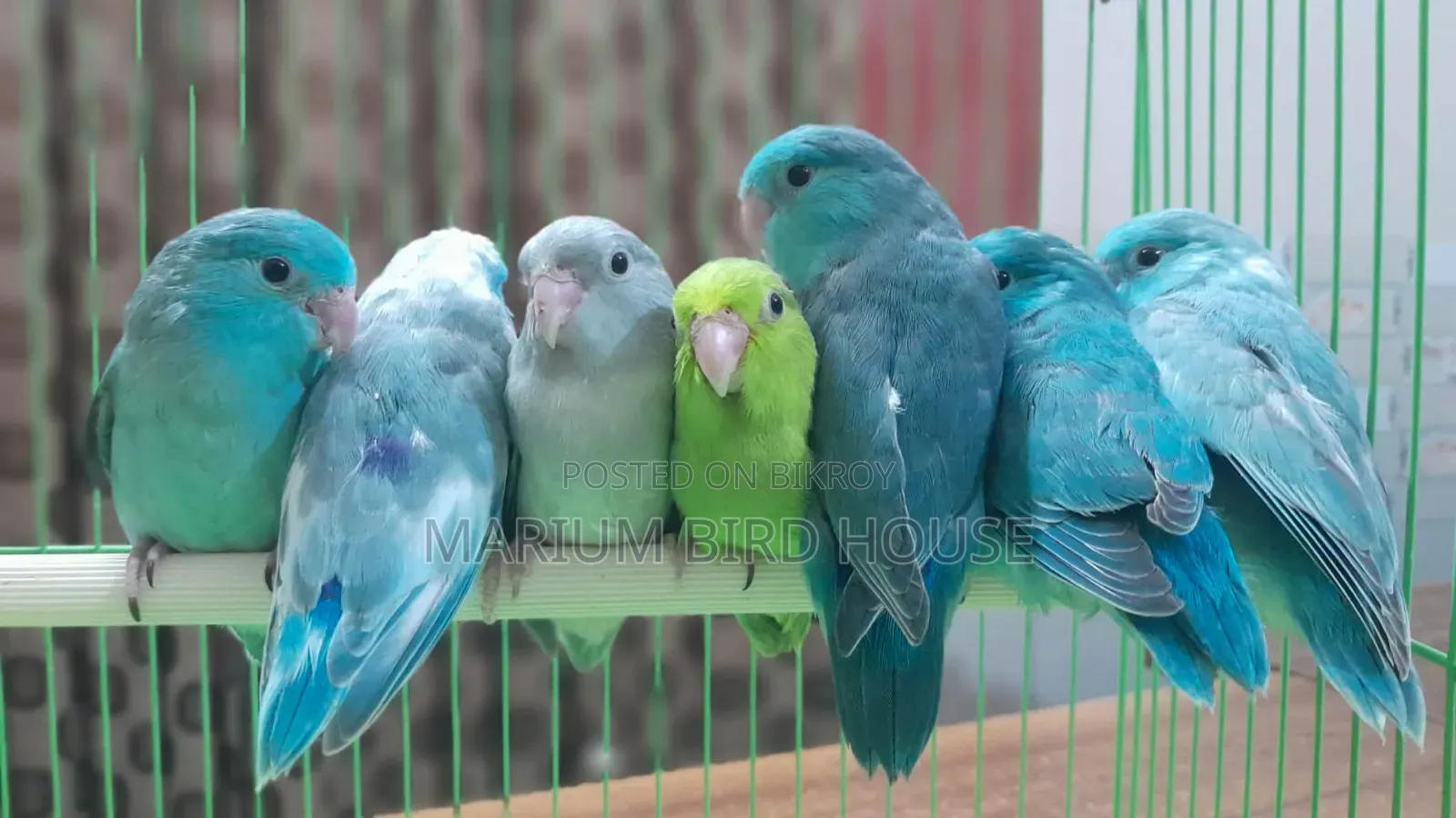 Forpus Bird