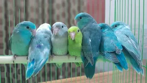 Forpus Bird