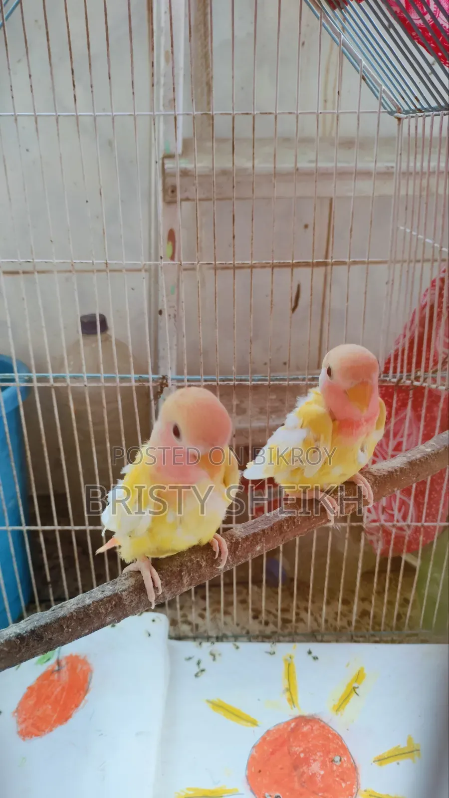Lovebird Chicks
