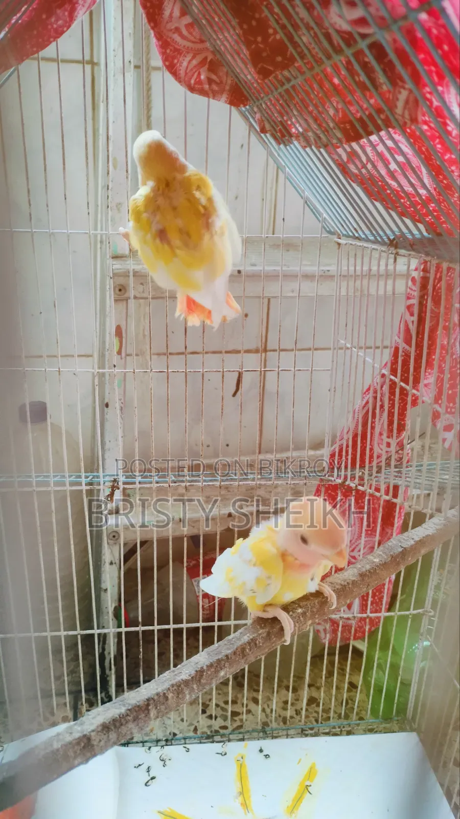 Lovebird Chicks