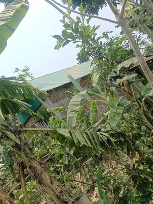 Home and Land