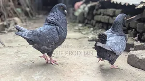Andalusian Show King Running Pair