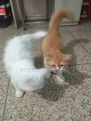 1-3 Months Female Purebred Persian