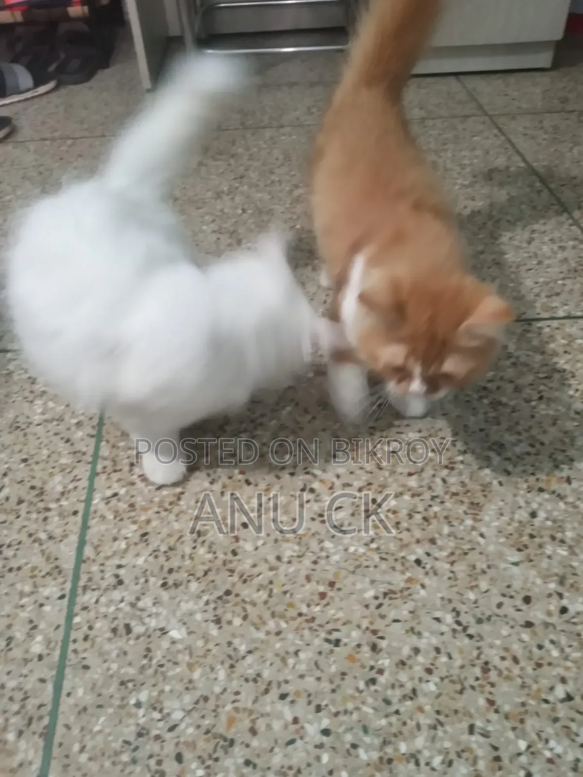 1-3 Months Female Purebred Persian