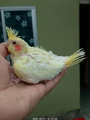 Lutino Pearl Baby