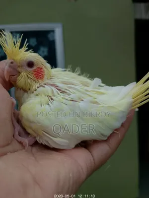 Lutino Pearl Baby