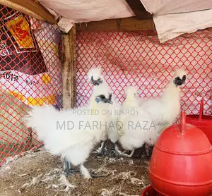 বিভিন্ন বয়সের কিছু সিল্কি মুরগি আছে