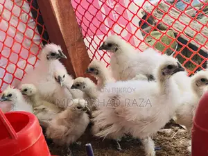 বিভিন্ন বয়সের কিছু সিল্কি মুরগি আছে
