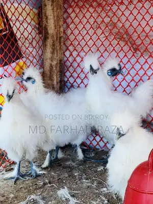 Silky chickens of various ages available