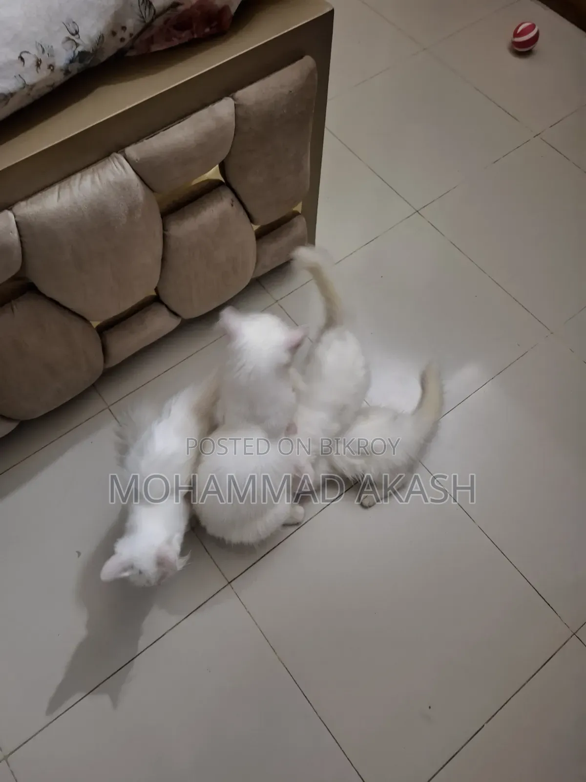 ১-৩ মাস বয়সী ফিমেল মিক্সড ব্রিড পার্সিয়ান