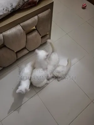 ১-৩ মাস বয়সী ফিমেল মিক্সড ব্রিড পার্সিয়ান