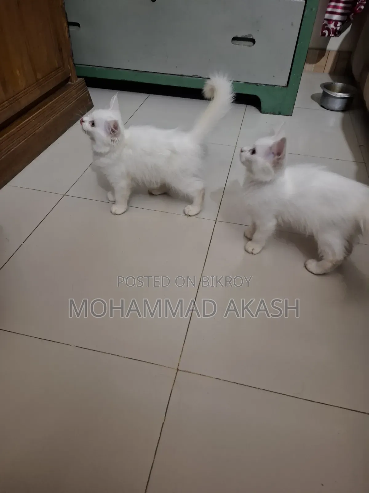 ১-৩ মাস বয়সী ফিমেল মিক্সড ব্রিড পার্সিয়ান