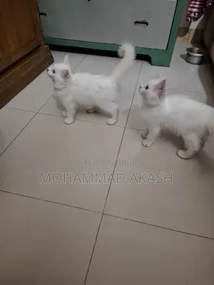 1-3 Months Female Mixed Breed Persian