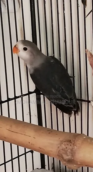 Top Quality 2-Month-Old DD Blue Fischer for Sale