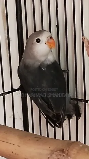 Top Quality 2-Month-Old DD Blue Fischer for Sale