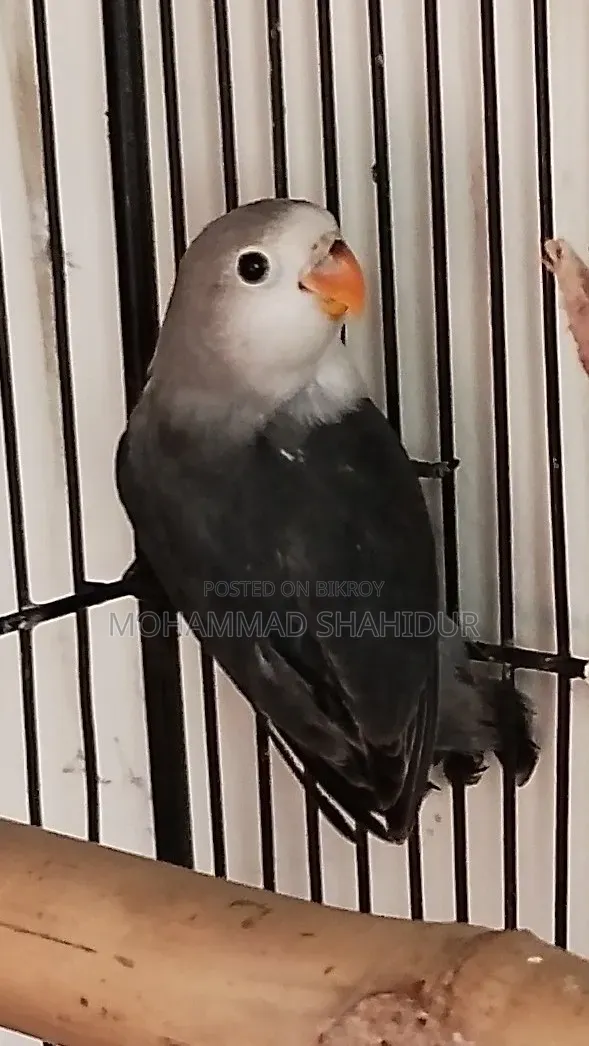 Top Quality 2-Month-Old DD Blue Fischer for Sale