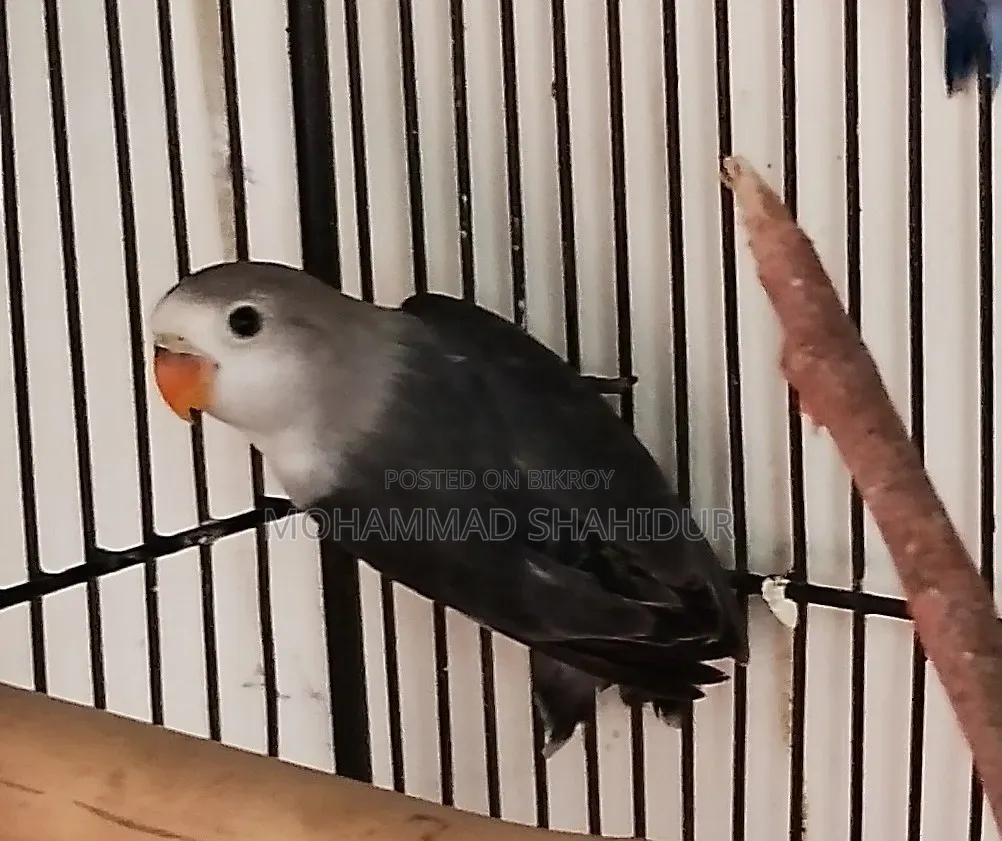 Top Quality 2-Month-Old DD Blue Fischer for Sale