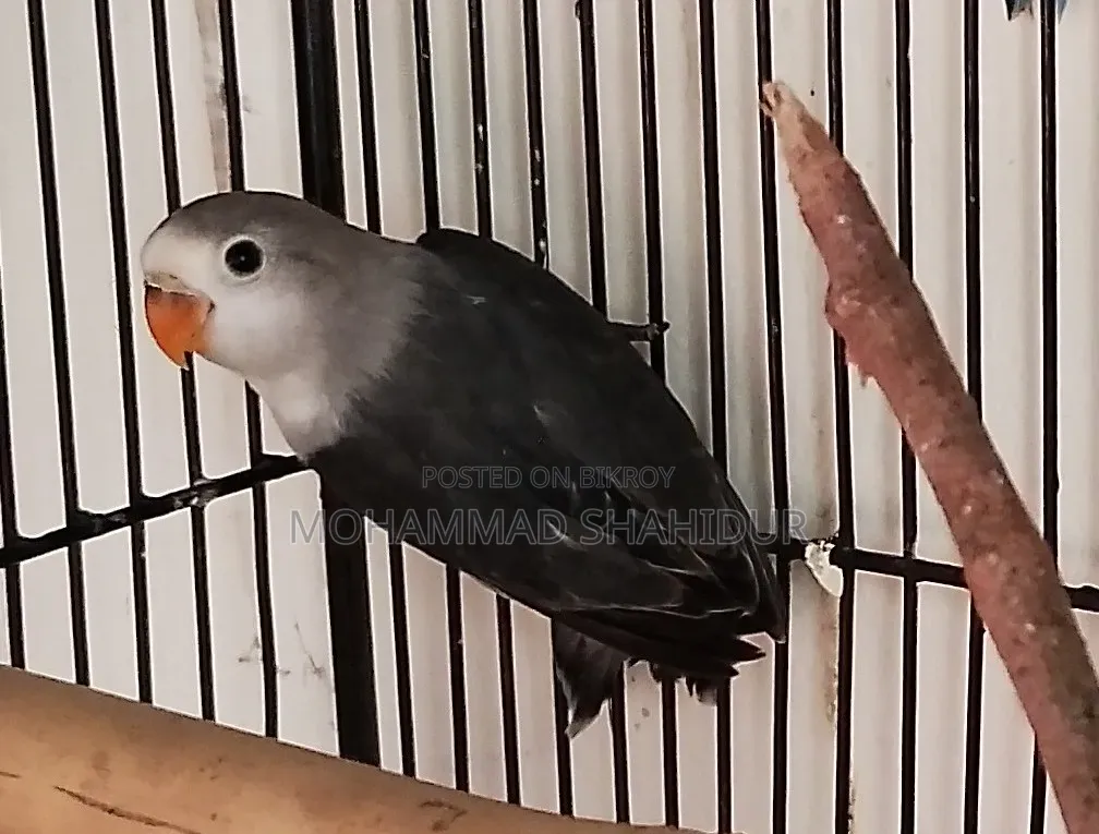 Top Quality 2-Month-Old DD Blue Fischer for Sale