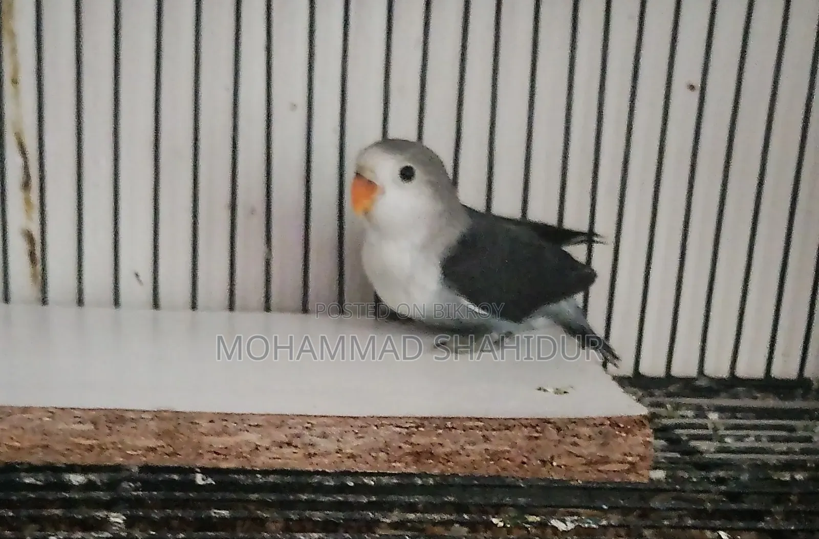 Top Quality 2-Month-Old DD Blue Fischer for Sale