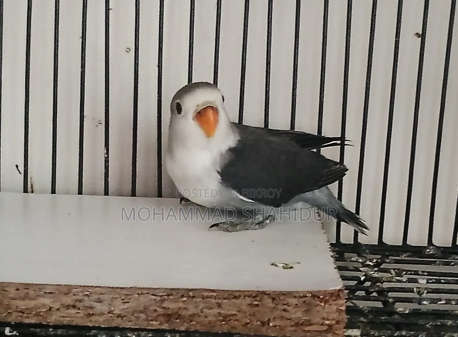 Top Quality 2-Month-Old DD Blue Fischer for Sale
