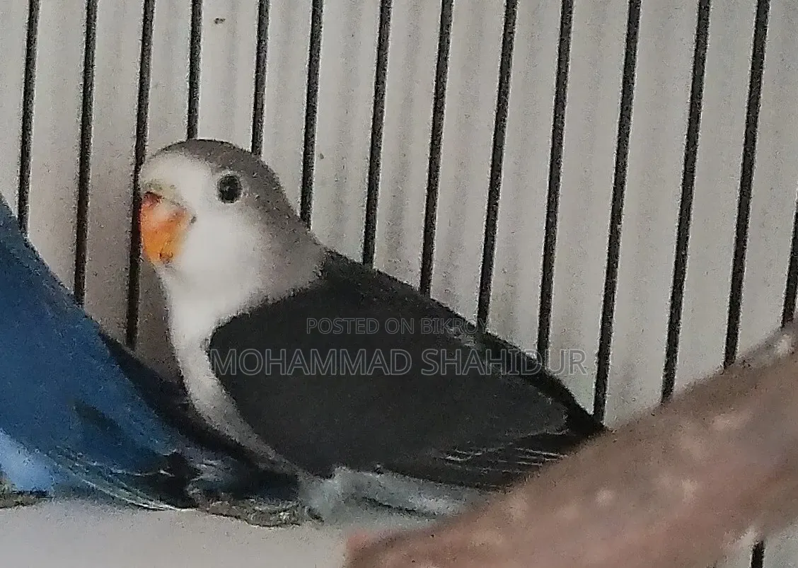 Top Quality 2-Month-Old DD Blue Fischer for Sale