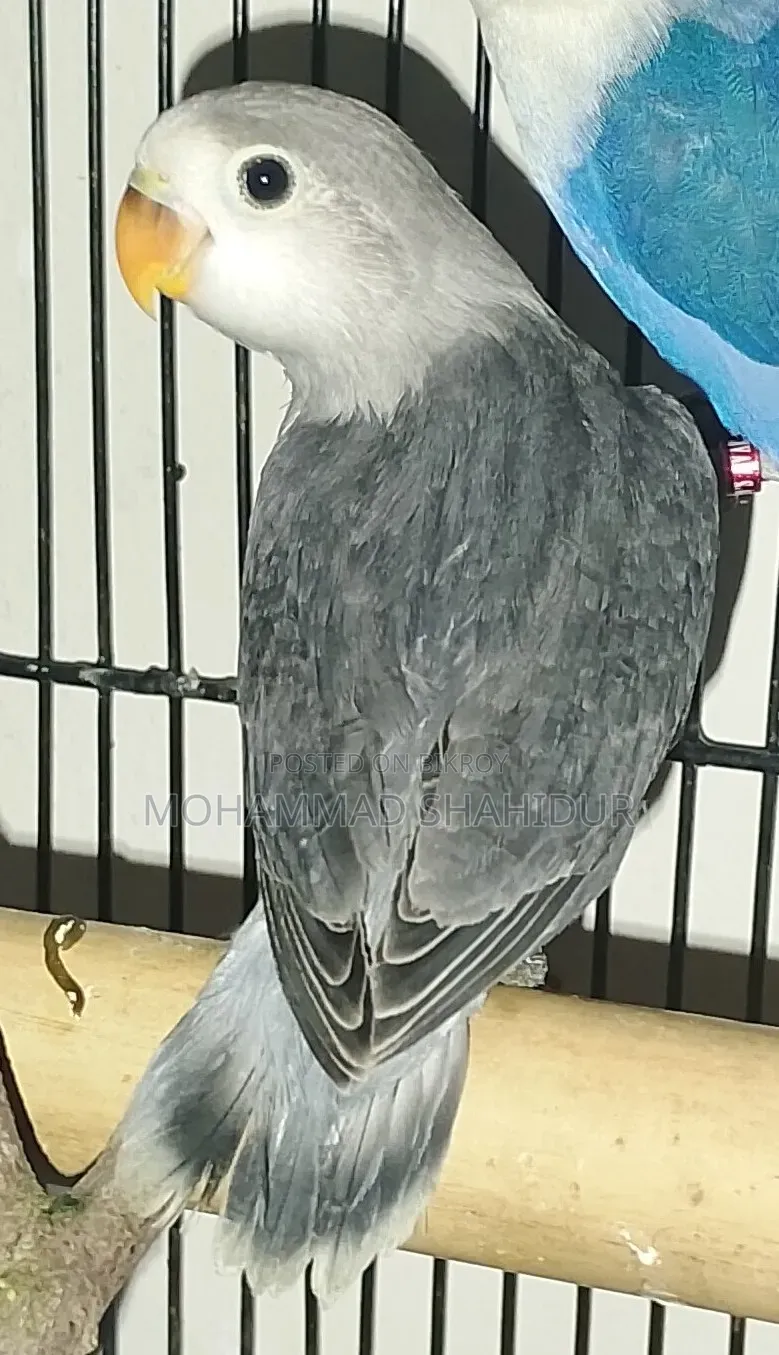 Top Quality 2-Month-Old DD Blue Fischer for Sale