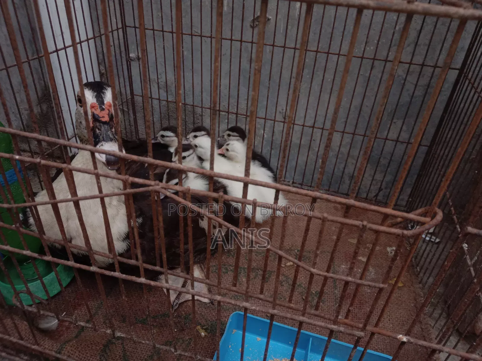 Muscovy Ducklings