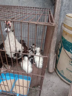 Muscovy Ducklings
