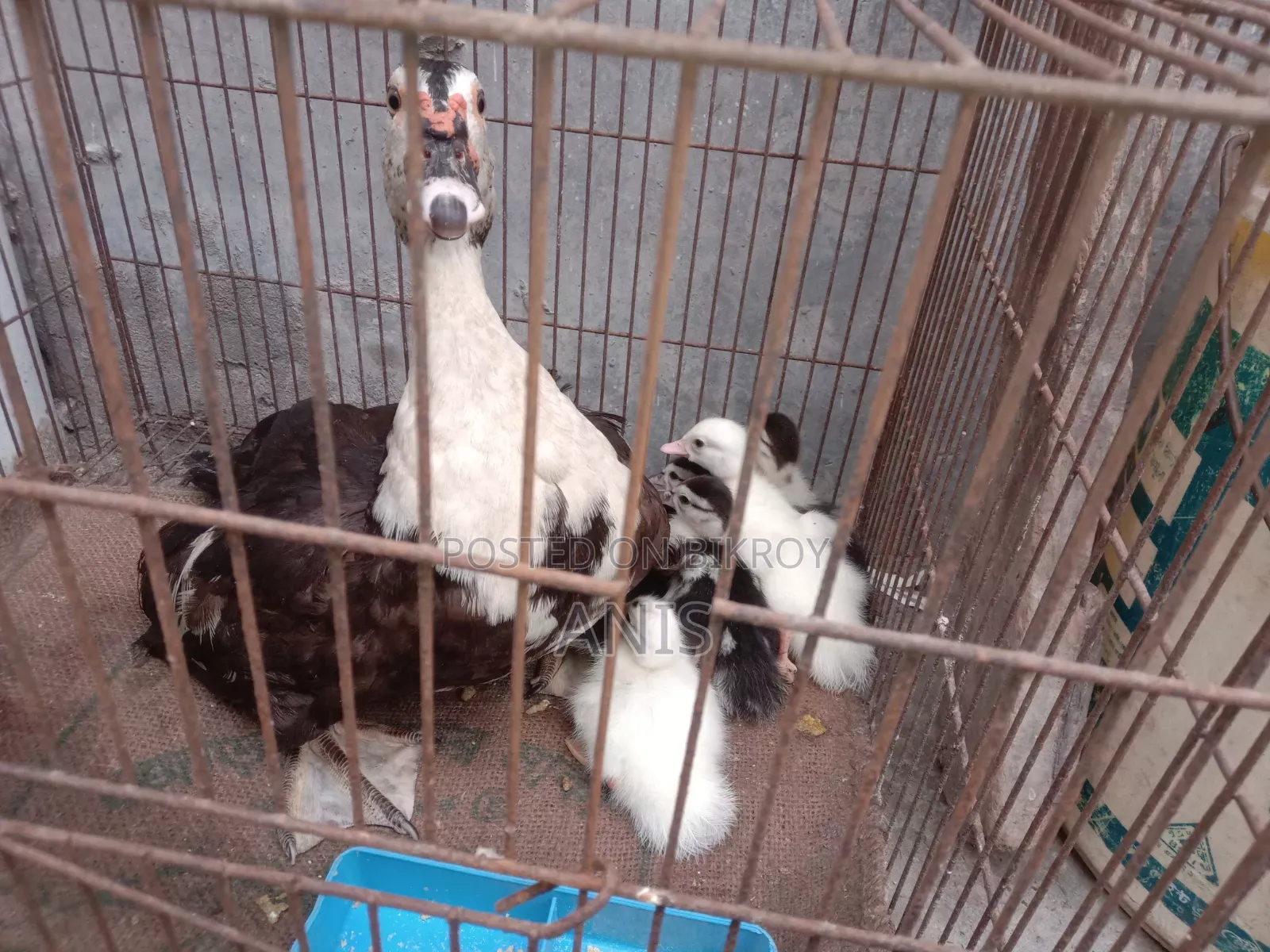 Muscovy Ducklings