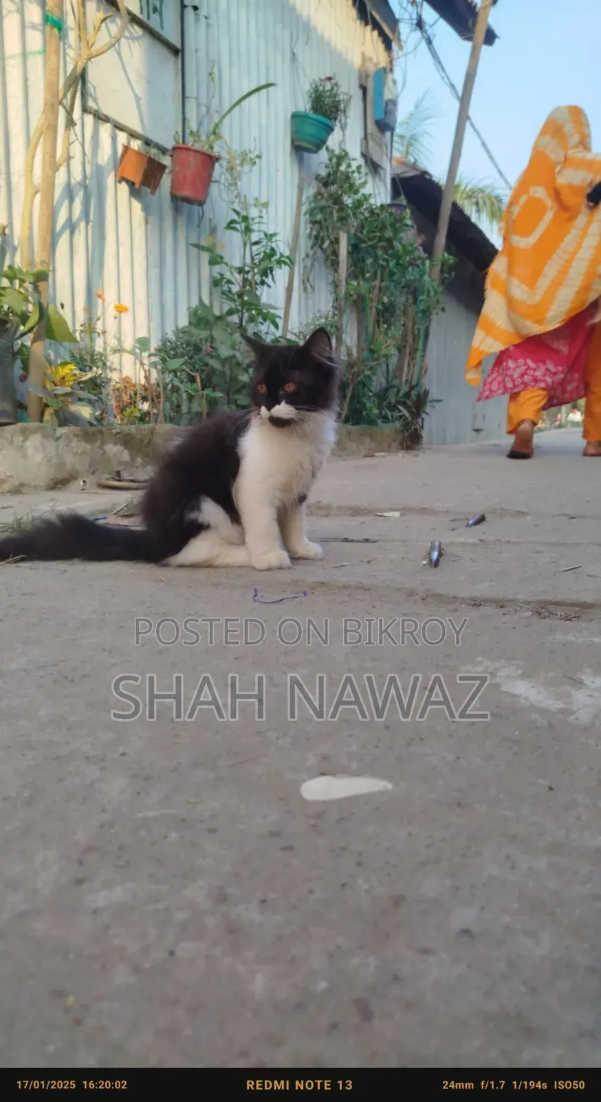 1+ Year Male Purebred Persian