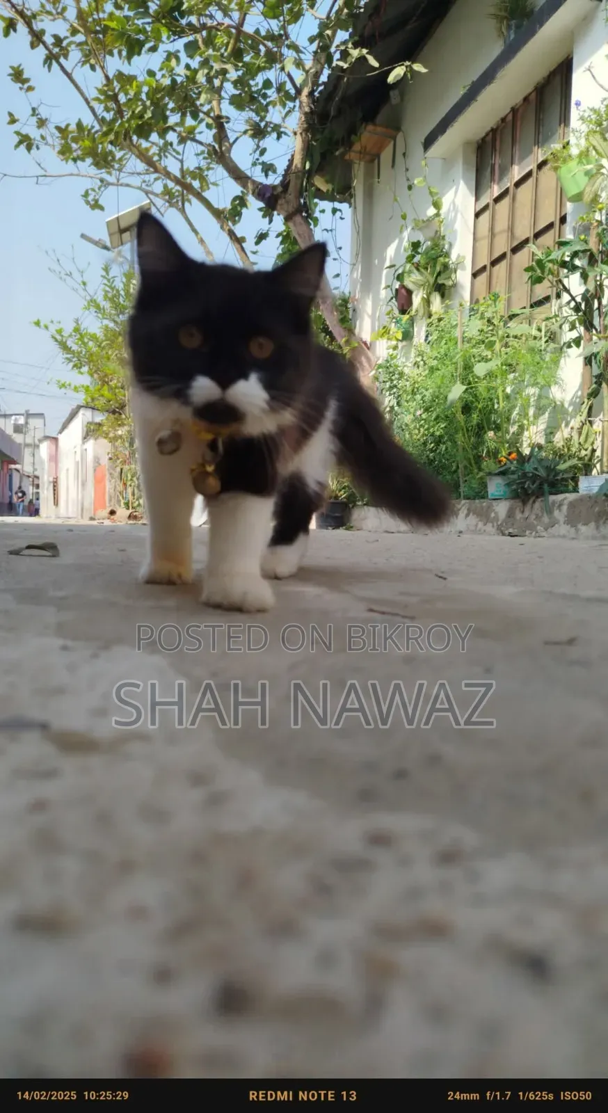 1+ Year Male Purebred Persian