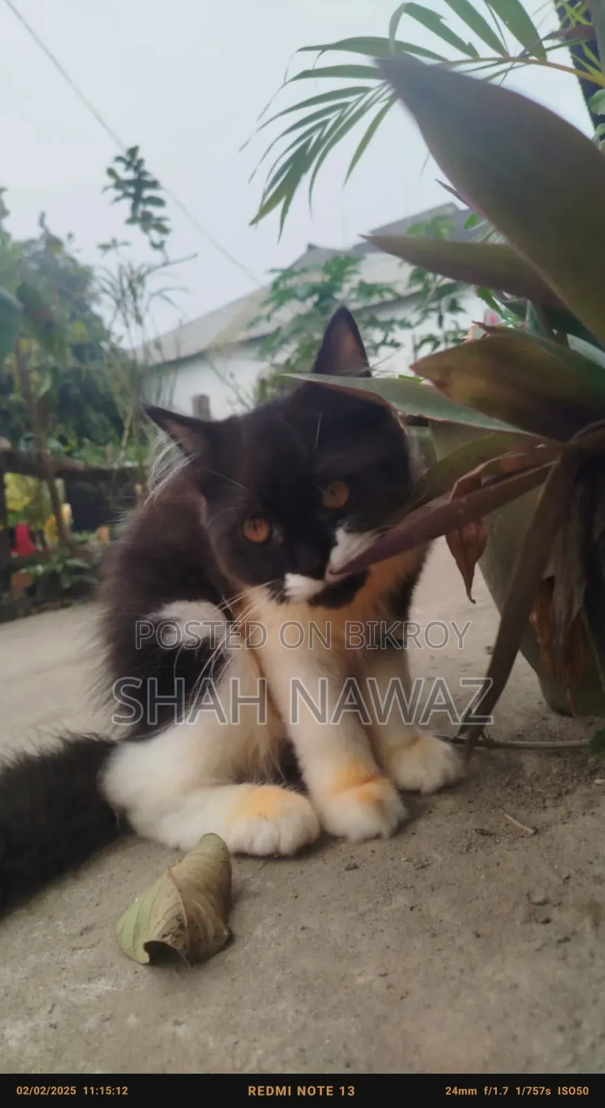 1+ Year Male Purebred Persian
