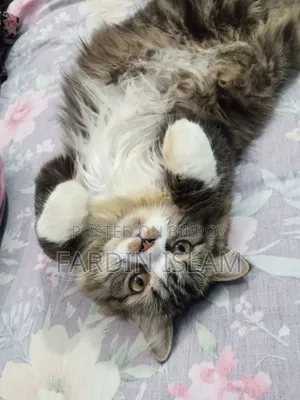 1+ Year Male Purebred Persian