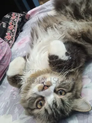 1+ Year Male Purebred Persian
