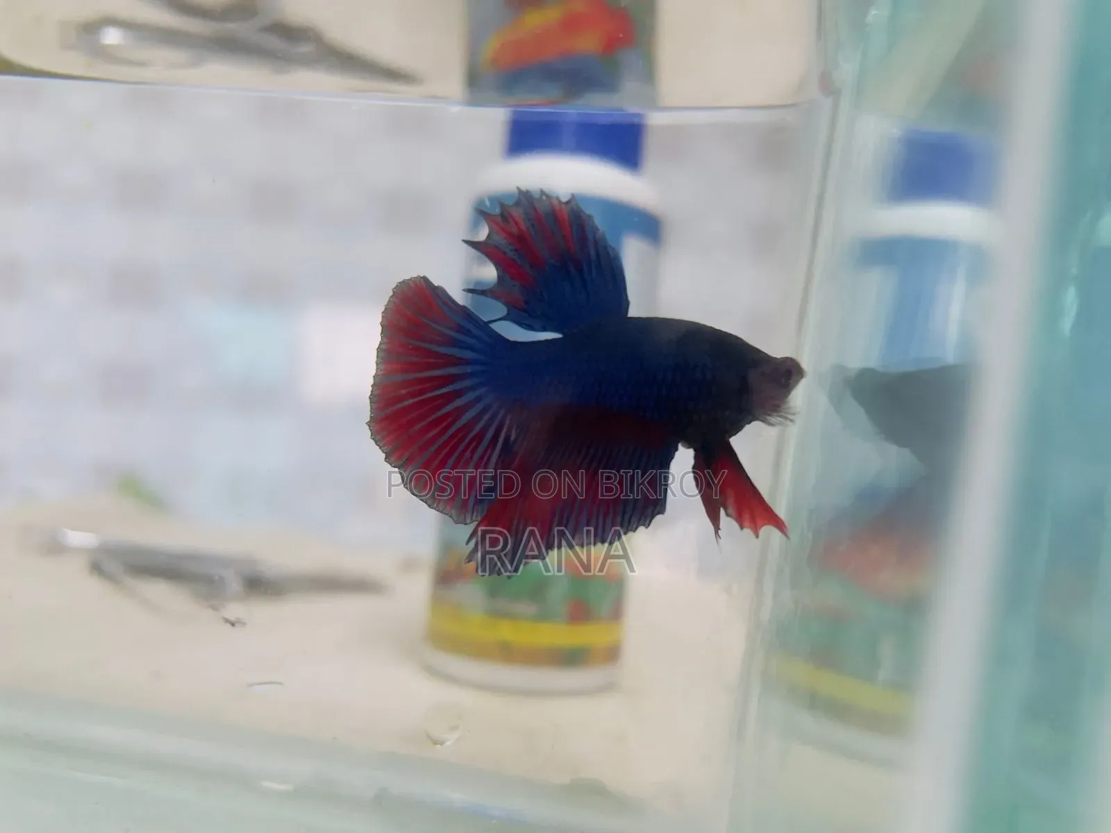 Aquarium Fish and Bird