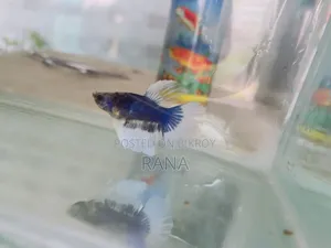 Aquarium Fish and Bird