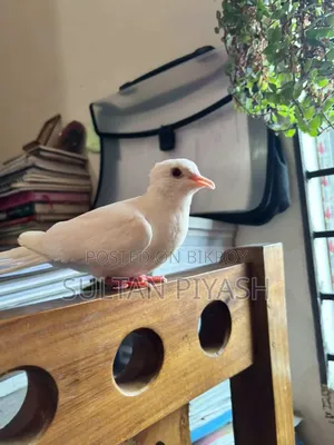 One Queen Female Dove for Sale