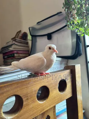 One Queen Female Dove for Sale