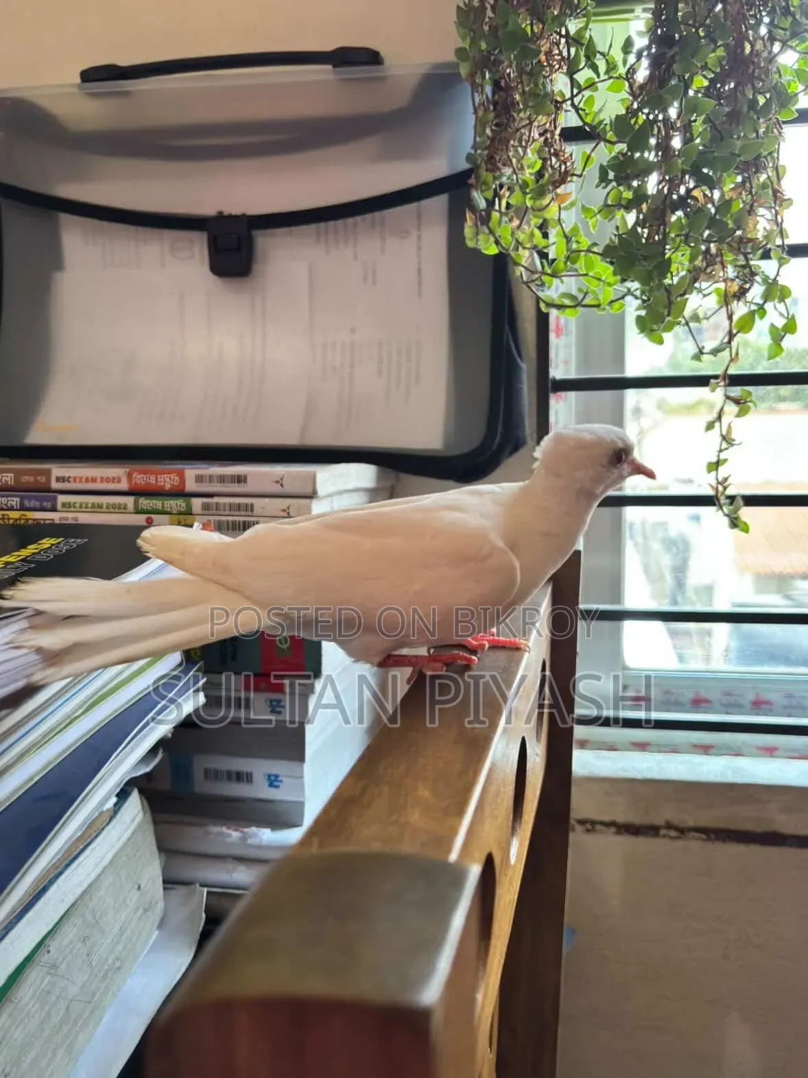 One Queen Female Dove for Sale