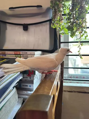 One Queen Female Dove for Sale