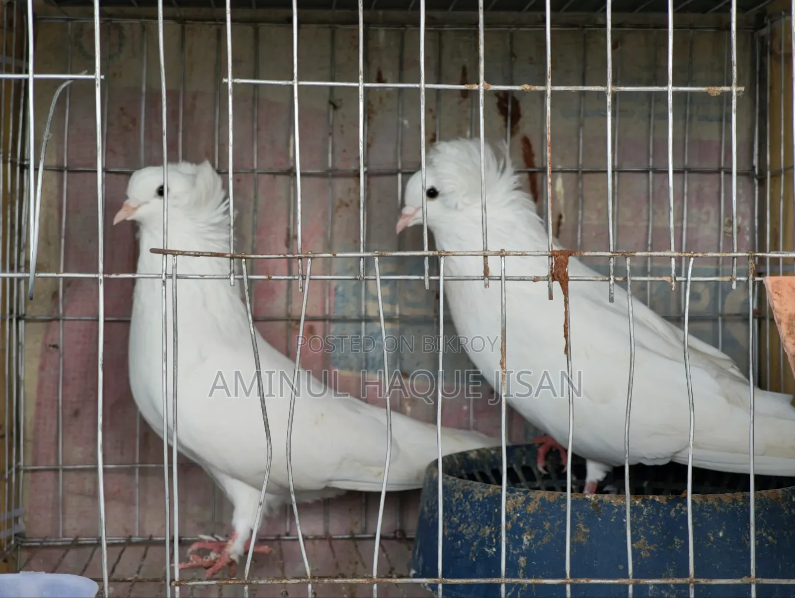 Bombay Pigeon