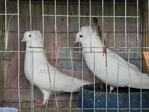 Bombay Pigeon