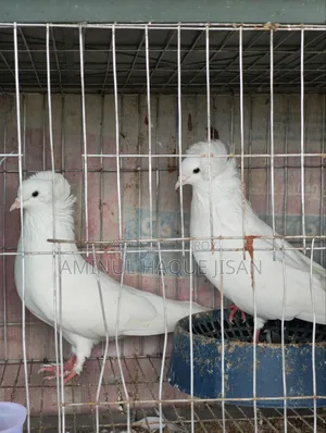 Bombay Pigeon