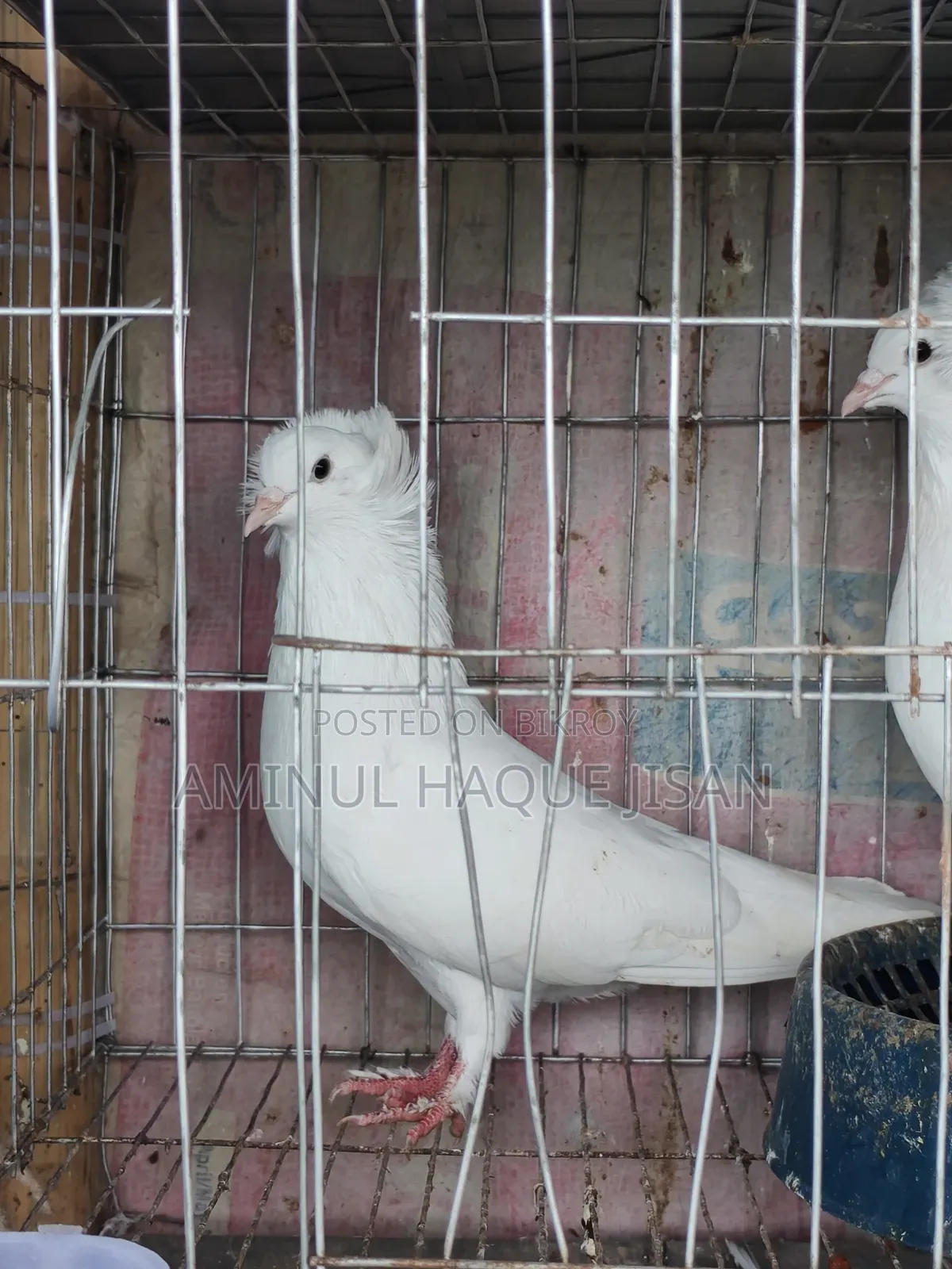 Bombay Pigeon