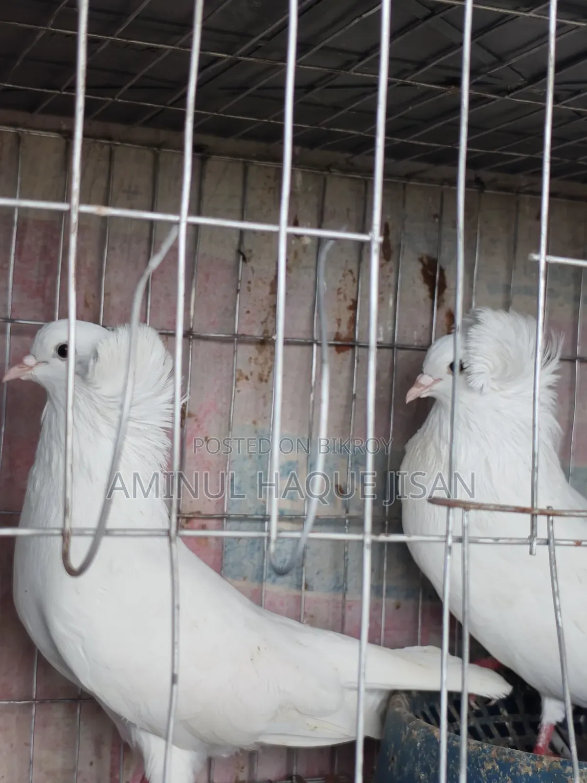 Bombay Pigeon