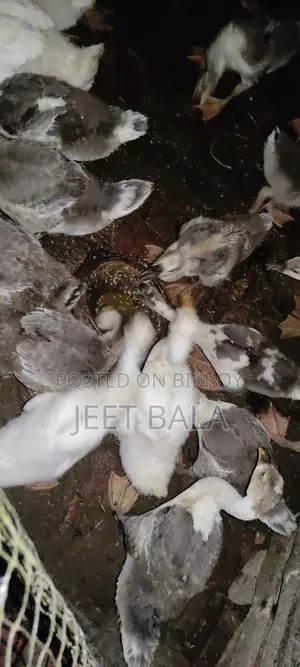 High-Quality Ducks