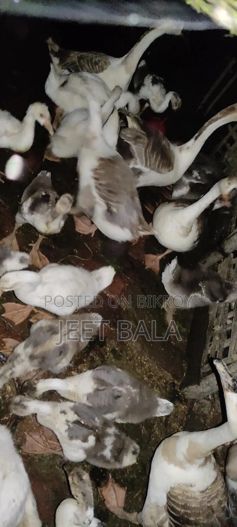 High-Quality Ducks